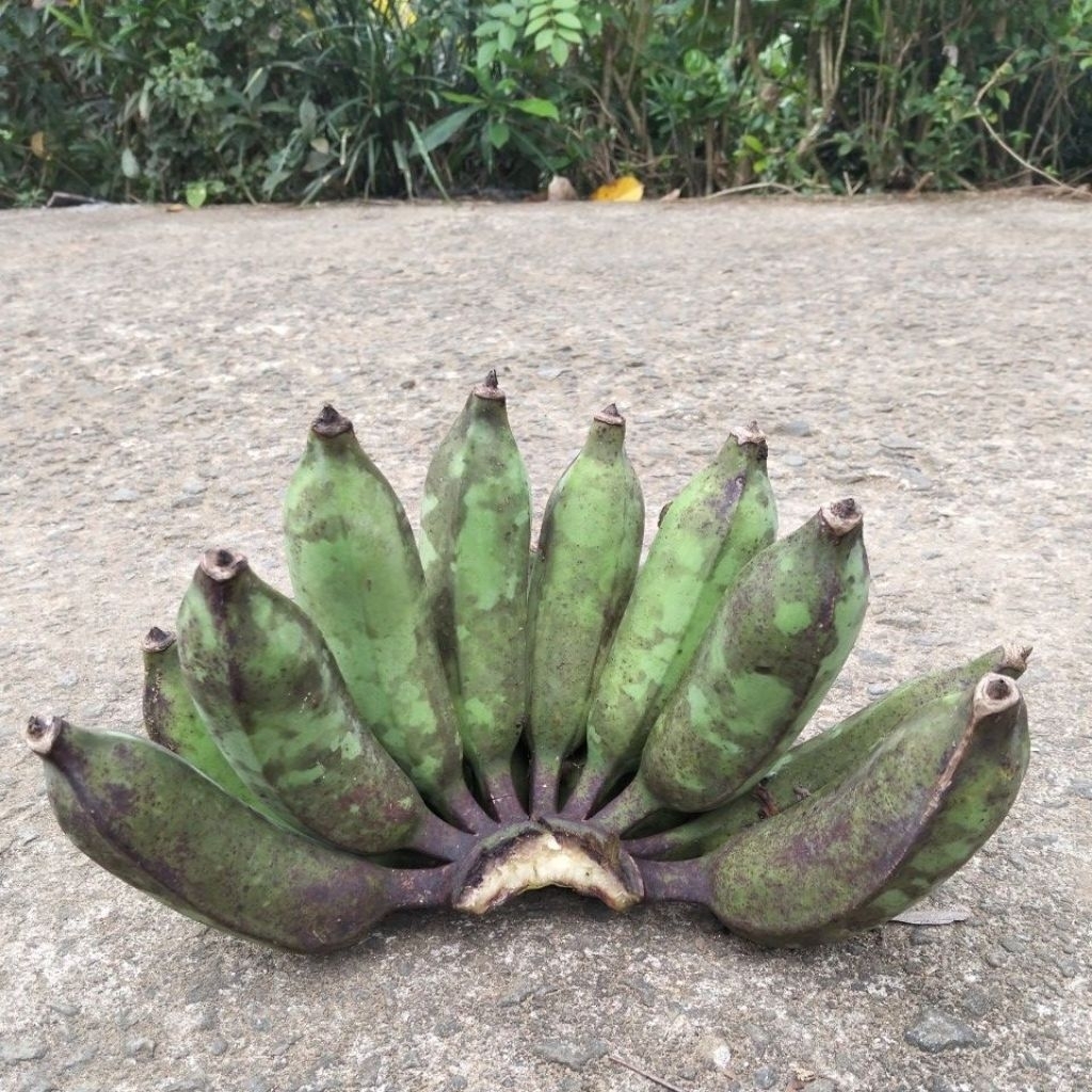 

Pisang Raja Bandung/Raja banyu/Uter 1 sisir