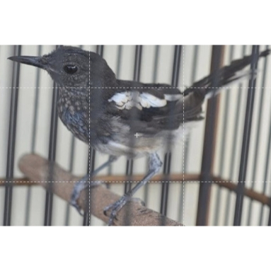 Kacer Dada Hitam Bekasi