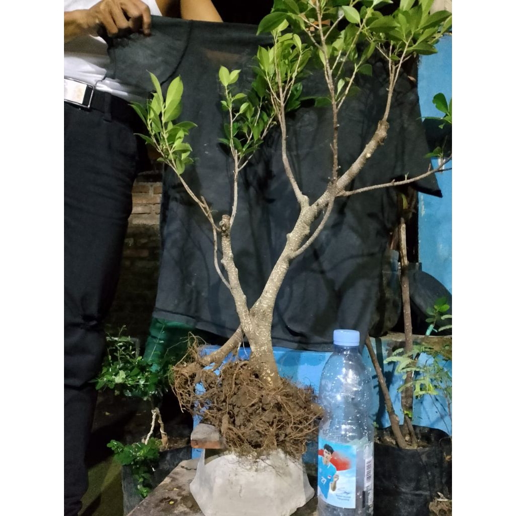 Bahan bonsai kimeng siap program