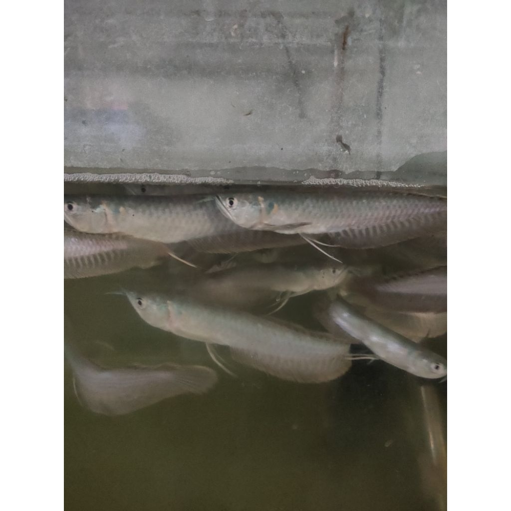 silver arwana 14-15cm