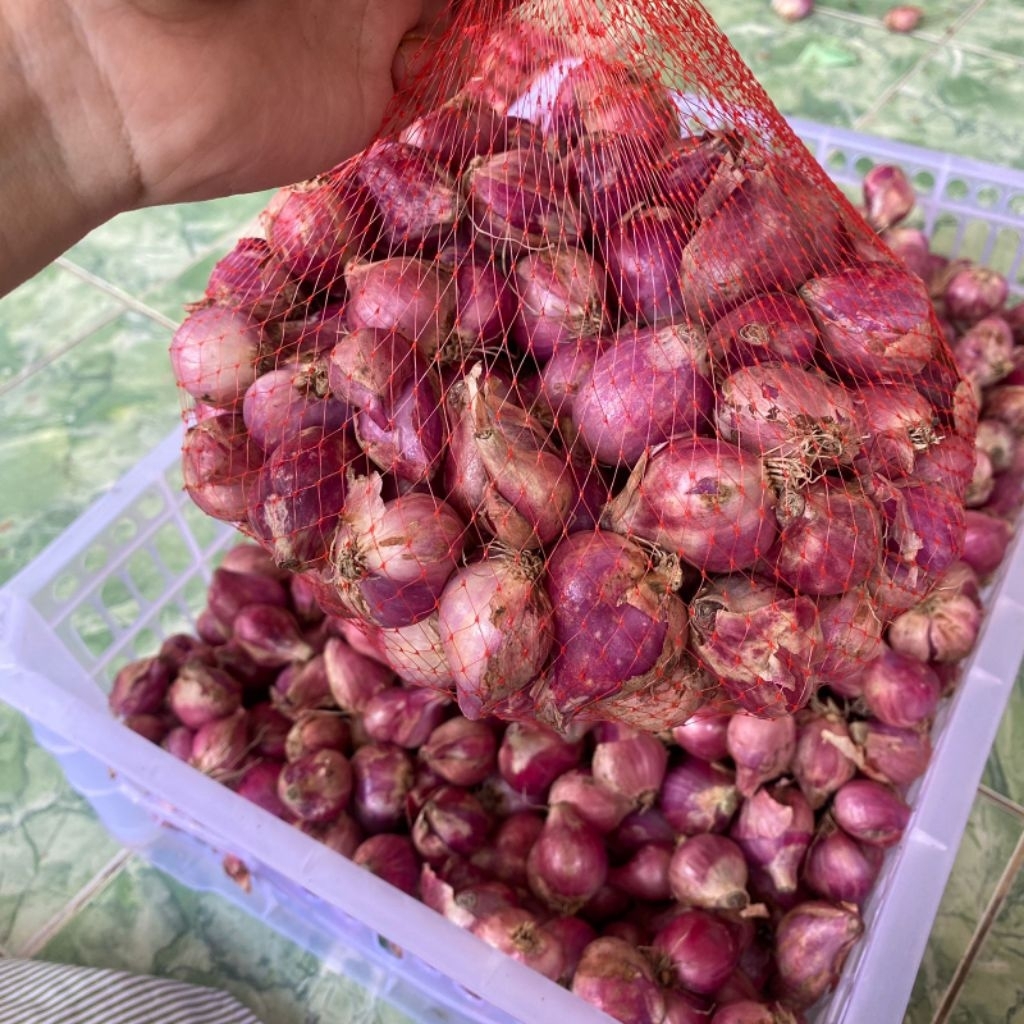 

Bawang Merah Lokal Nganjuk Super - Kualitas Terbaik ukuran besar Superan