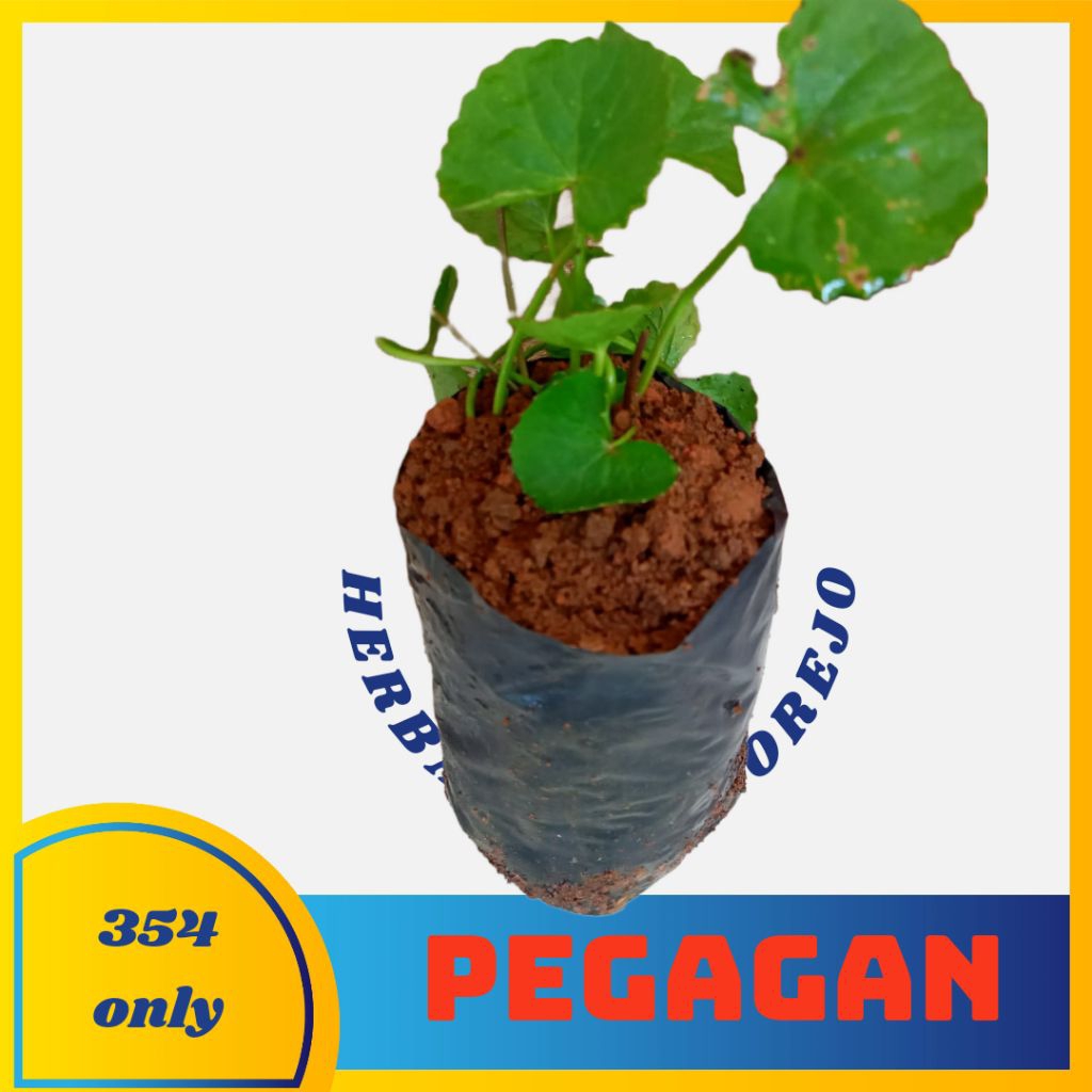 Bibit tanaman pegagan - tanaman obat pegagan - daun pegagan