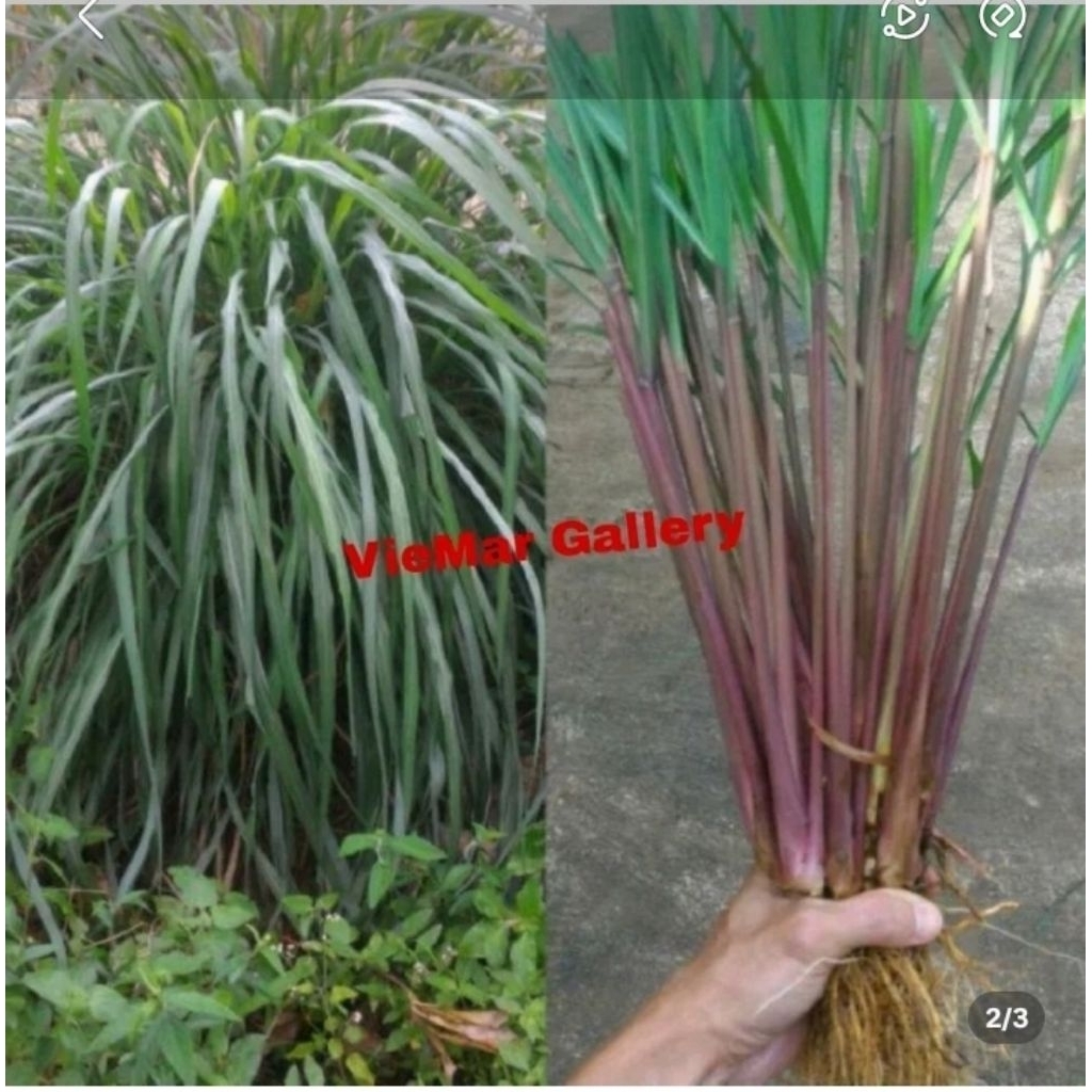 

sereh merah lanang500g