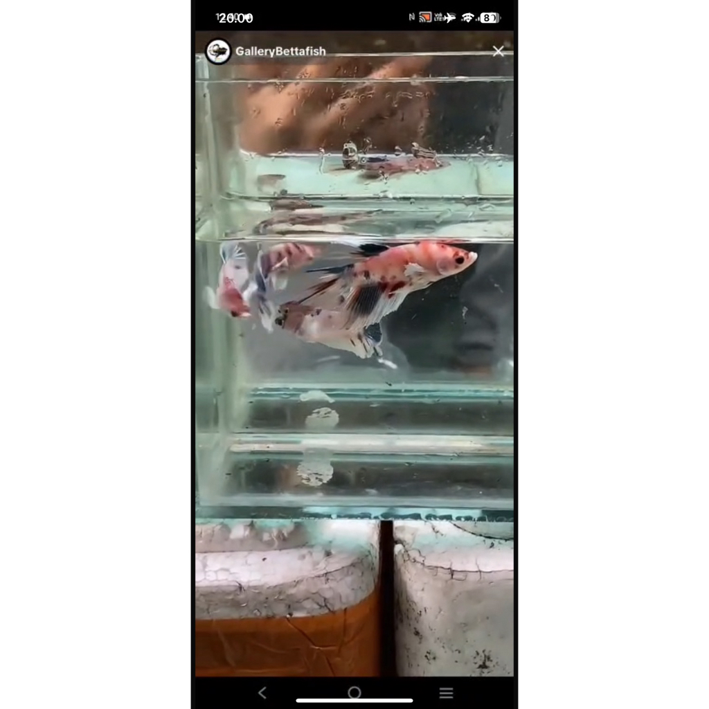 PAIR HMDE PKDE & 2 FEMALE OM JOSHUA