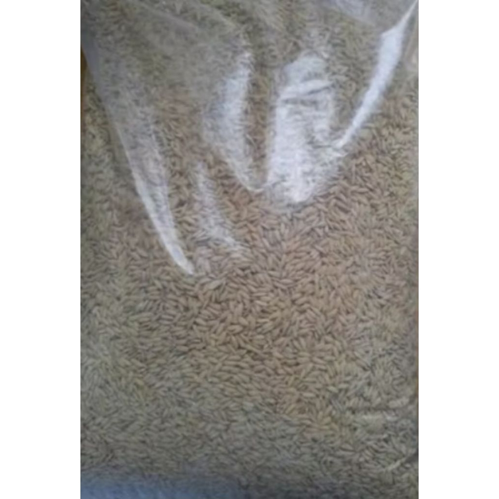 

bibit padi mentik wangi