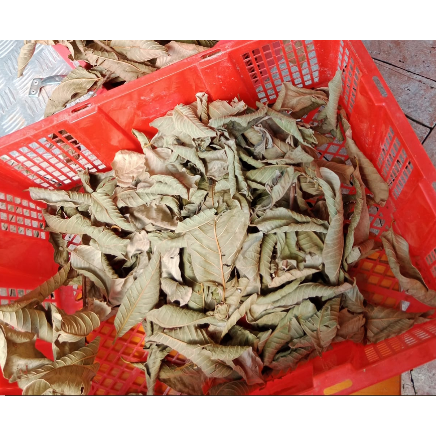 

500 gram Daun Jambu Biji Kering / 250 gram Daun Jambu Klutuk Kering Alami