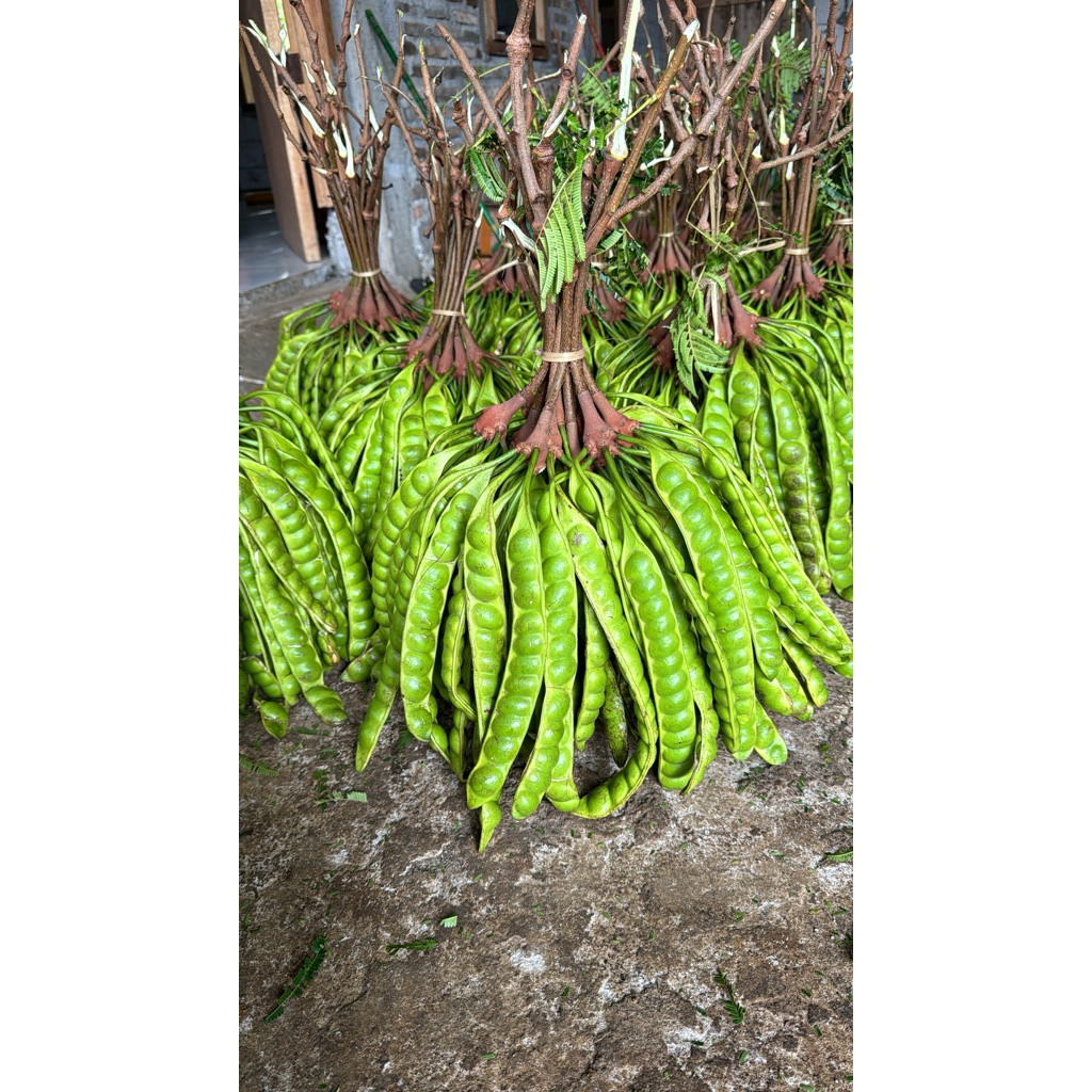 

PETAI PETE SUPER PER 1 PAPAN/LONJOR