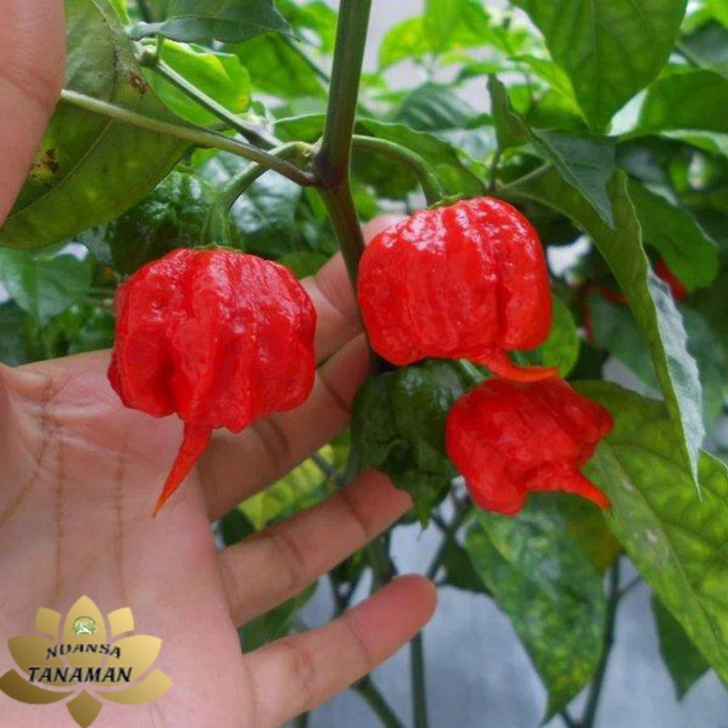 Tanaman Pohon Buah Cabe Carolina Reaper Siap Tanam/Pohon Cabe Carolina Reaper Terpedas