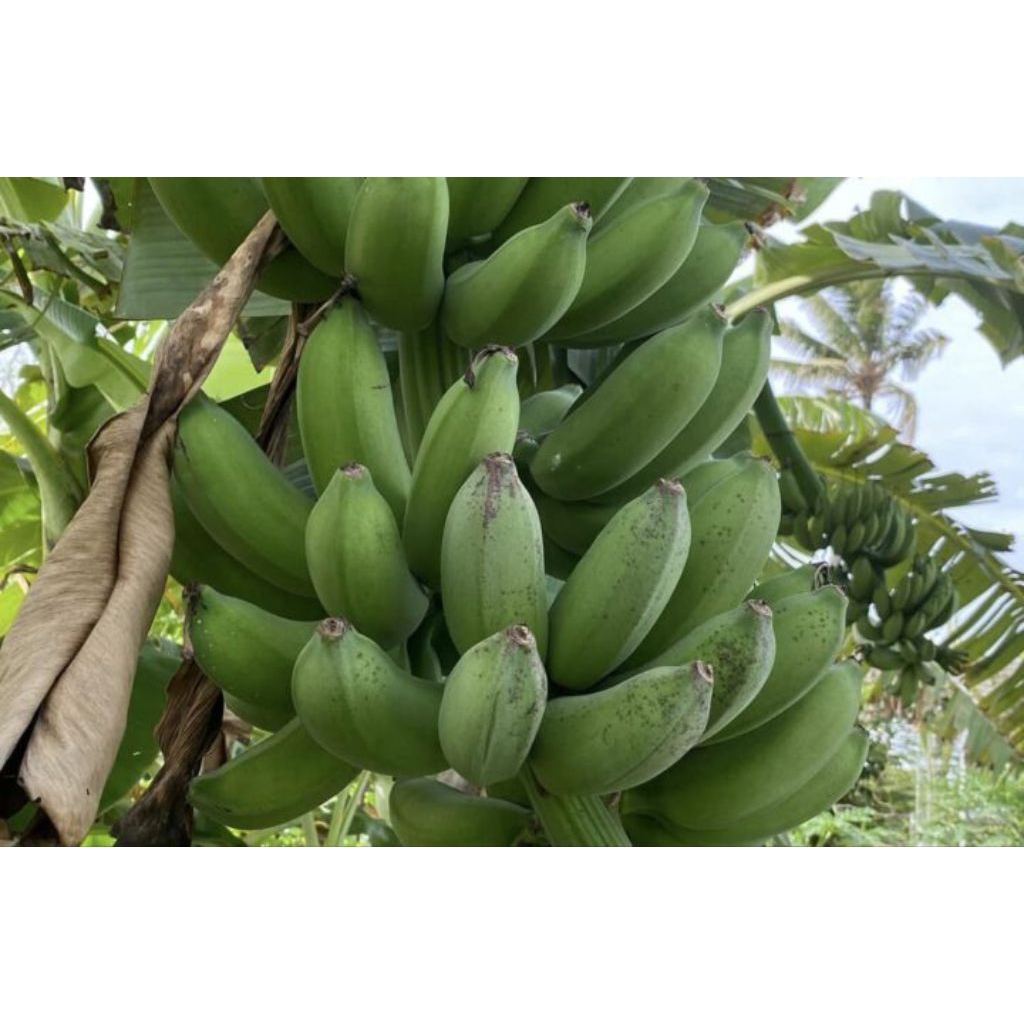 

pisang raja bulu per 1kg