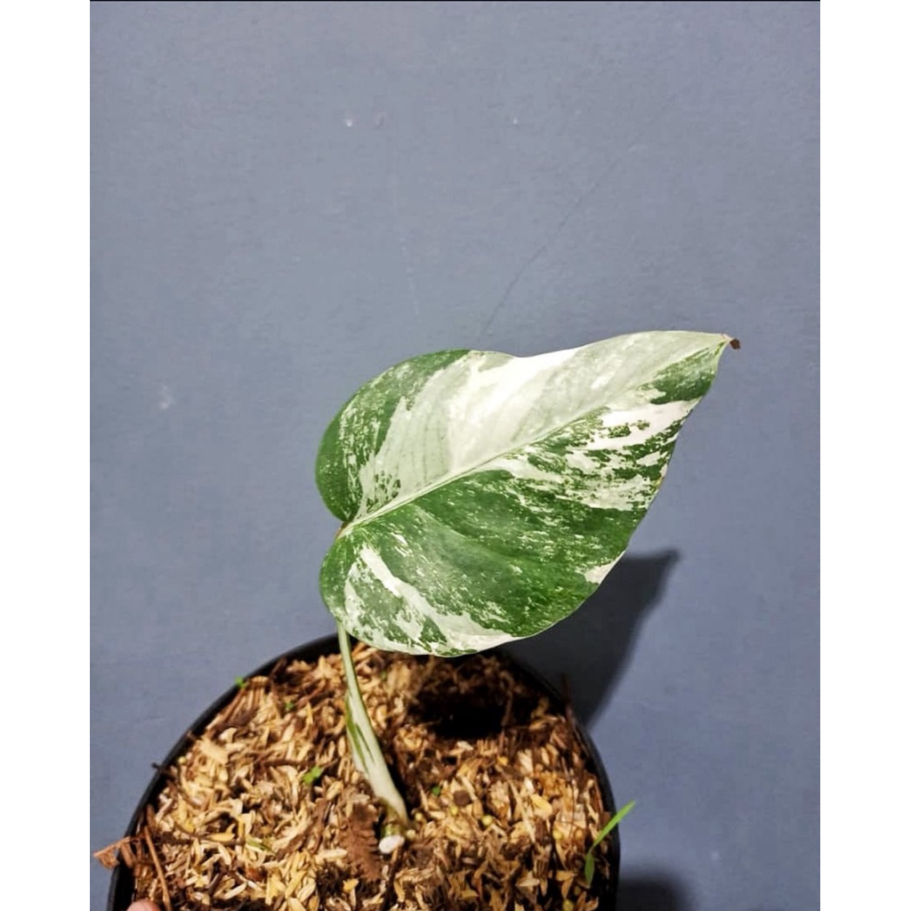 Monstera varigata marble 1daun