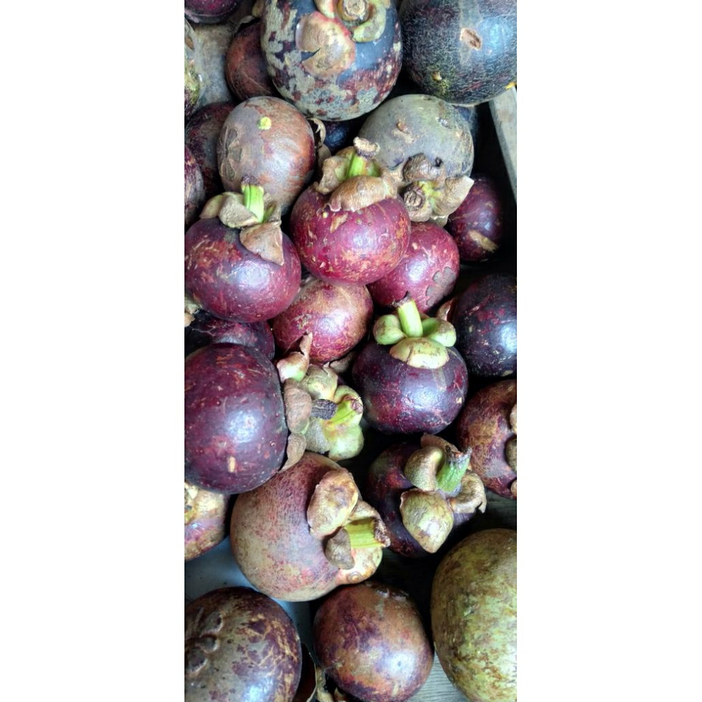 

Buah Manggis Mangis kg