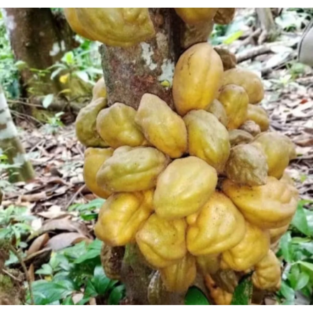 

Buah pokih/pukih/nam nam