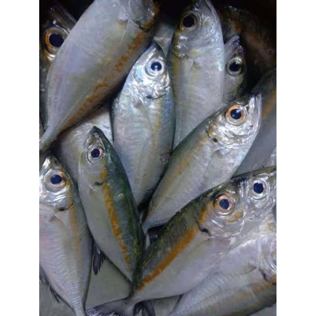 

Ikan kembung bentrong/Mata belo