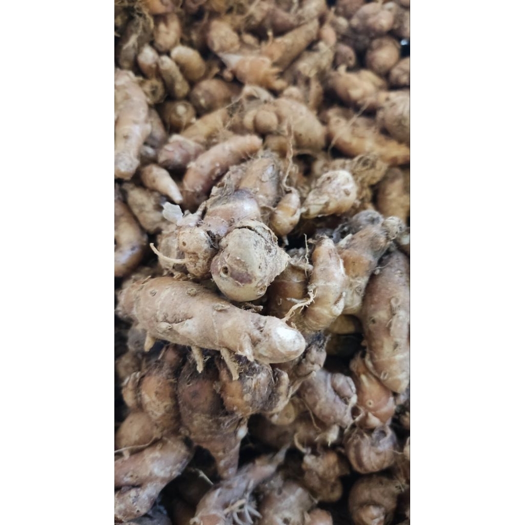 

kencur super dari lereng muria berat 1000gr