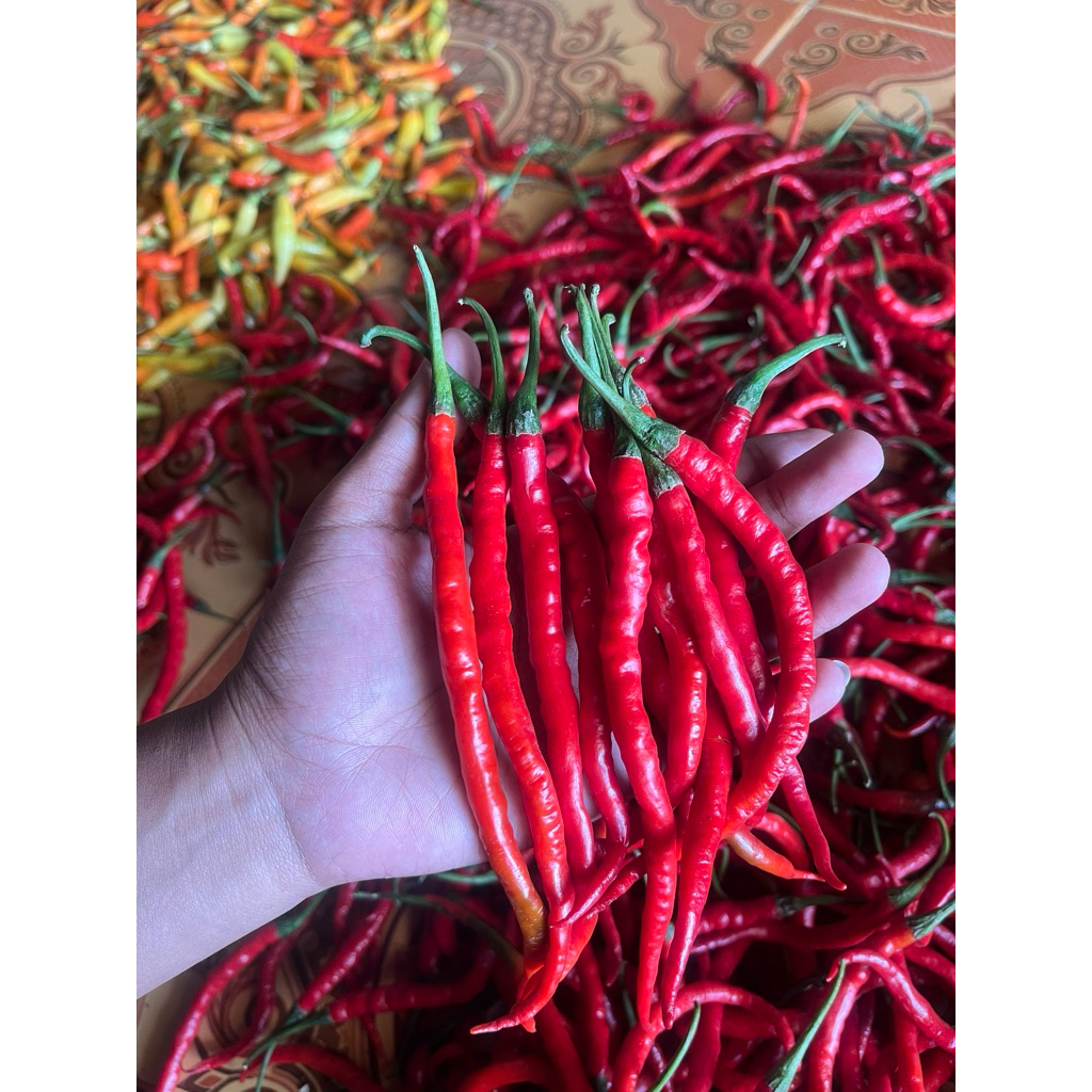 

Cabe keriting merah Fresh langsung petani