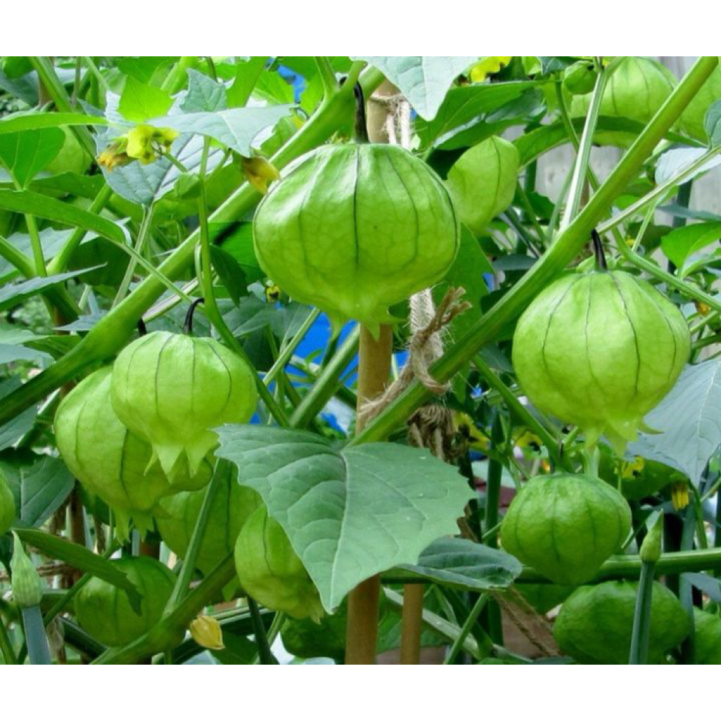 

Cecendet | Cecenet | Ciplukan | Obat Herbal [akar, buah, batang dan daun] | 100gr