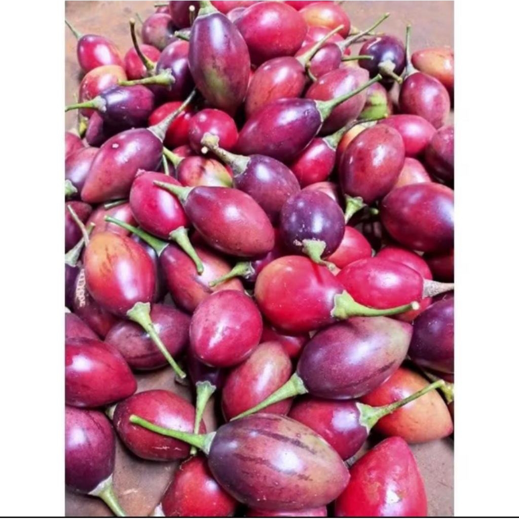 

terong belanda/terong kori