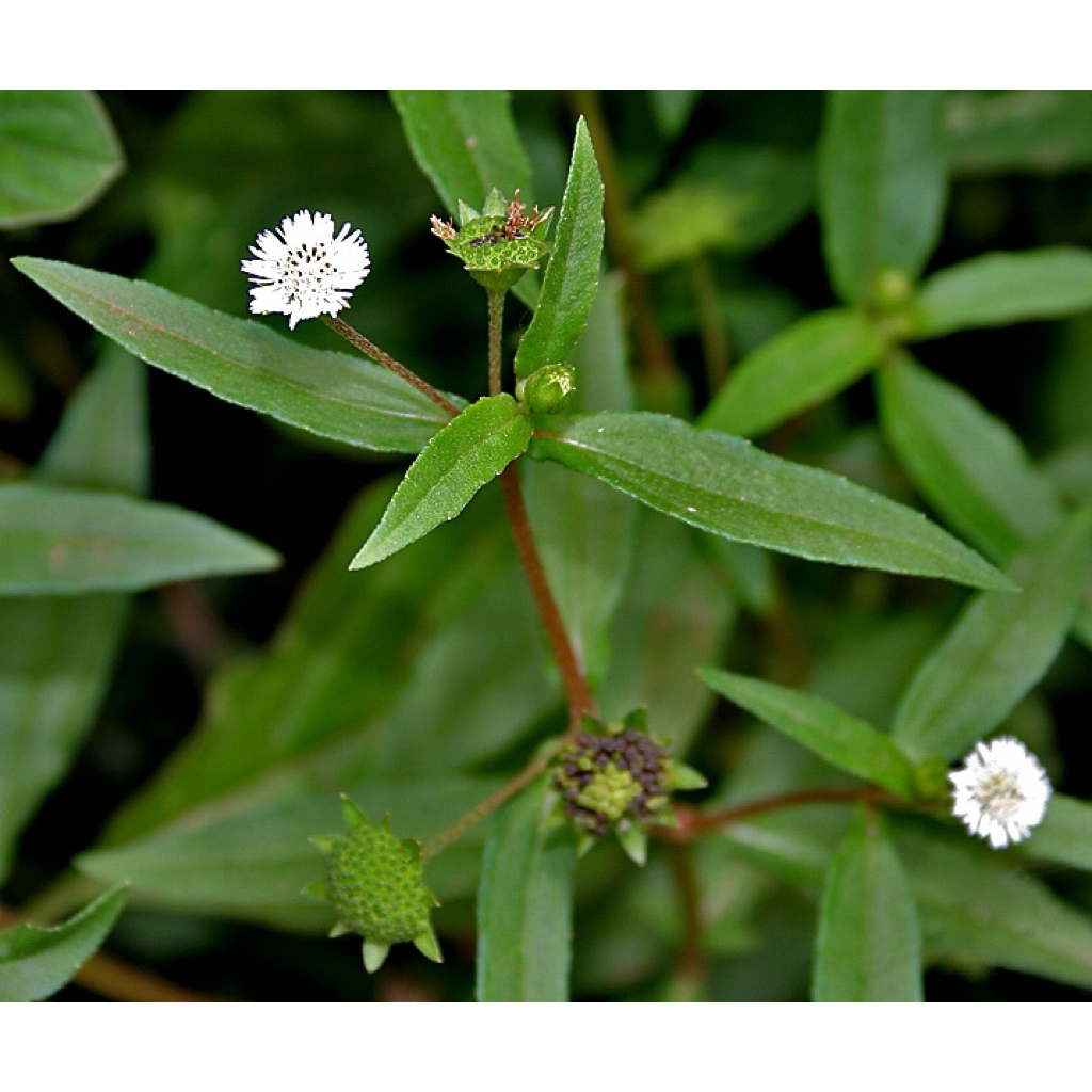 

Daun Urang Aring Segar | Herbal | 100 - 500gr