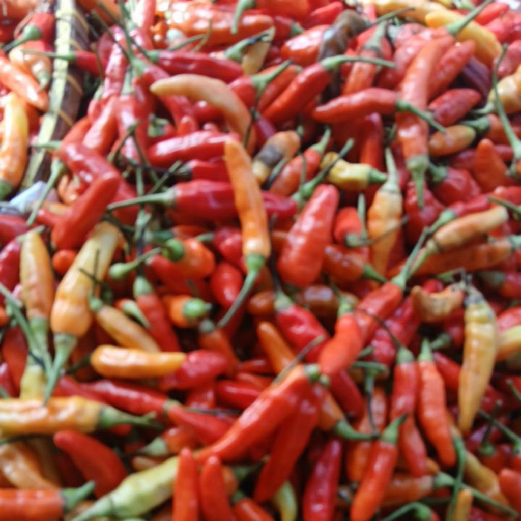 

cengekdombaseperampat