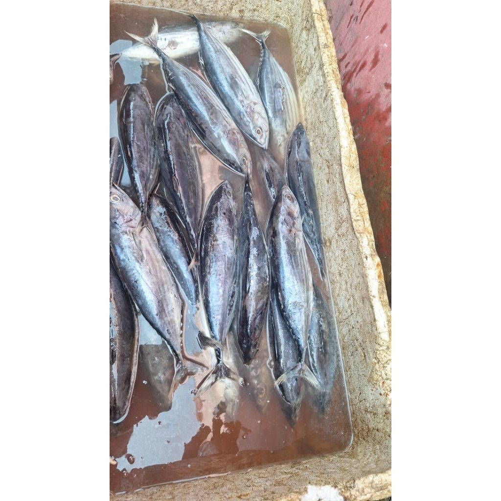 

IKAN TONGKOL / CAKALANG FROZEN – DIJUAL PER KILOGRAM