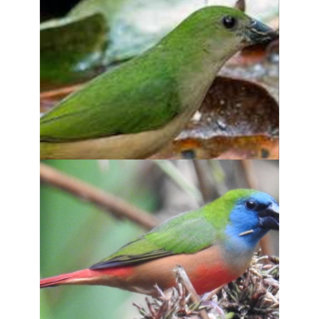 Bondol ijo /binglis finch/emprit pelanggi