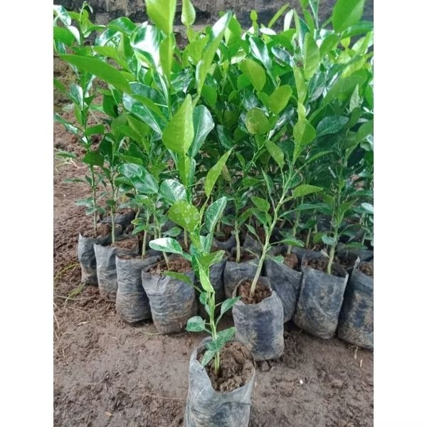 Bibit Jeruk Purut Angka 8(Bonus Pupuk)