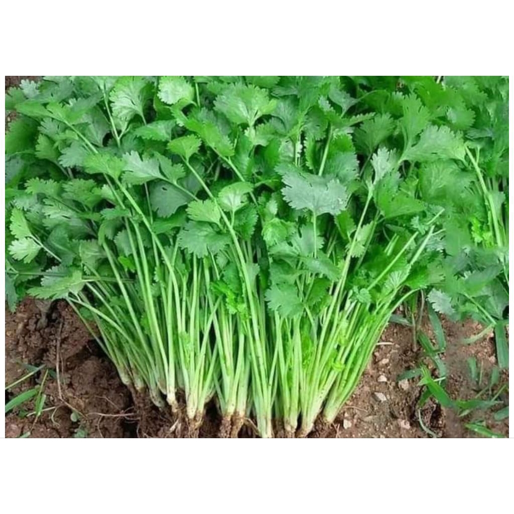 

daun seledri 250gram