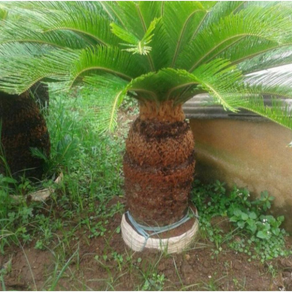 bonsai cikas taman termurah/hiasan taman