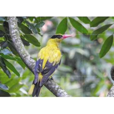 Kepodang Emas Jawa Bekasi