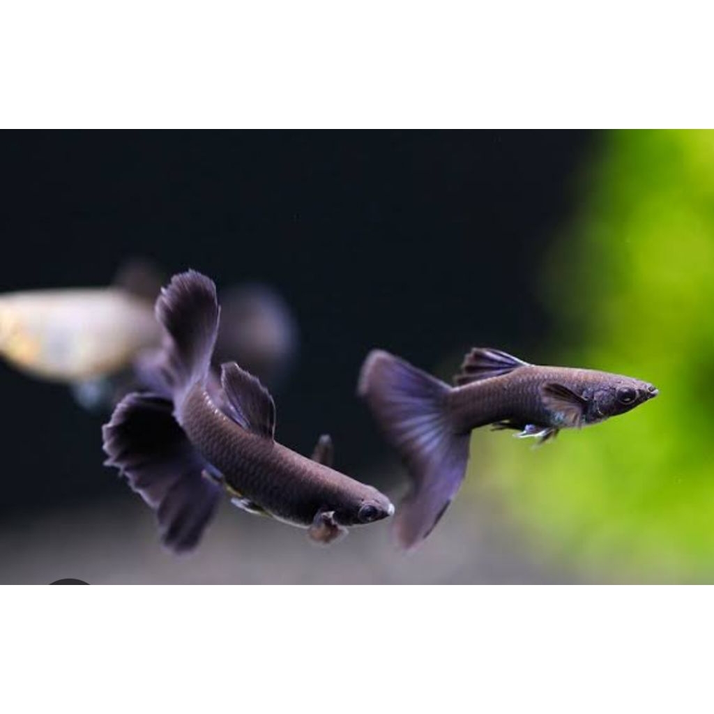 Guppy BLACK MOSCOW