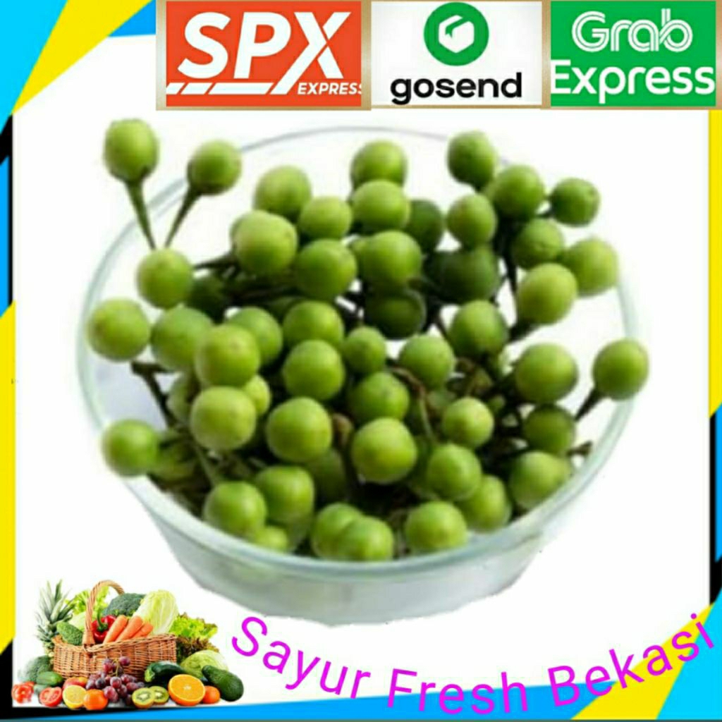 

Tekokak Segar/Rimbang 250gr.