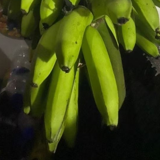 

Buah Pisang Mentah ALT Bx Pisang Bangkaulu