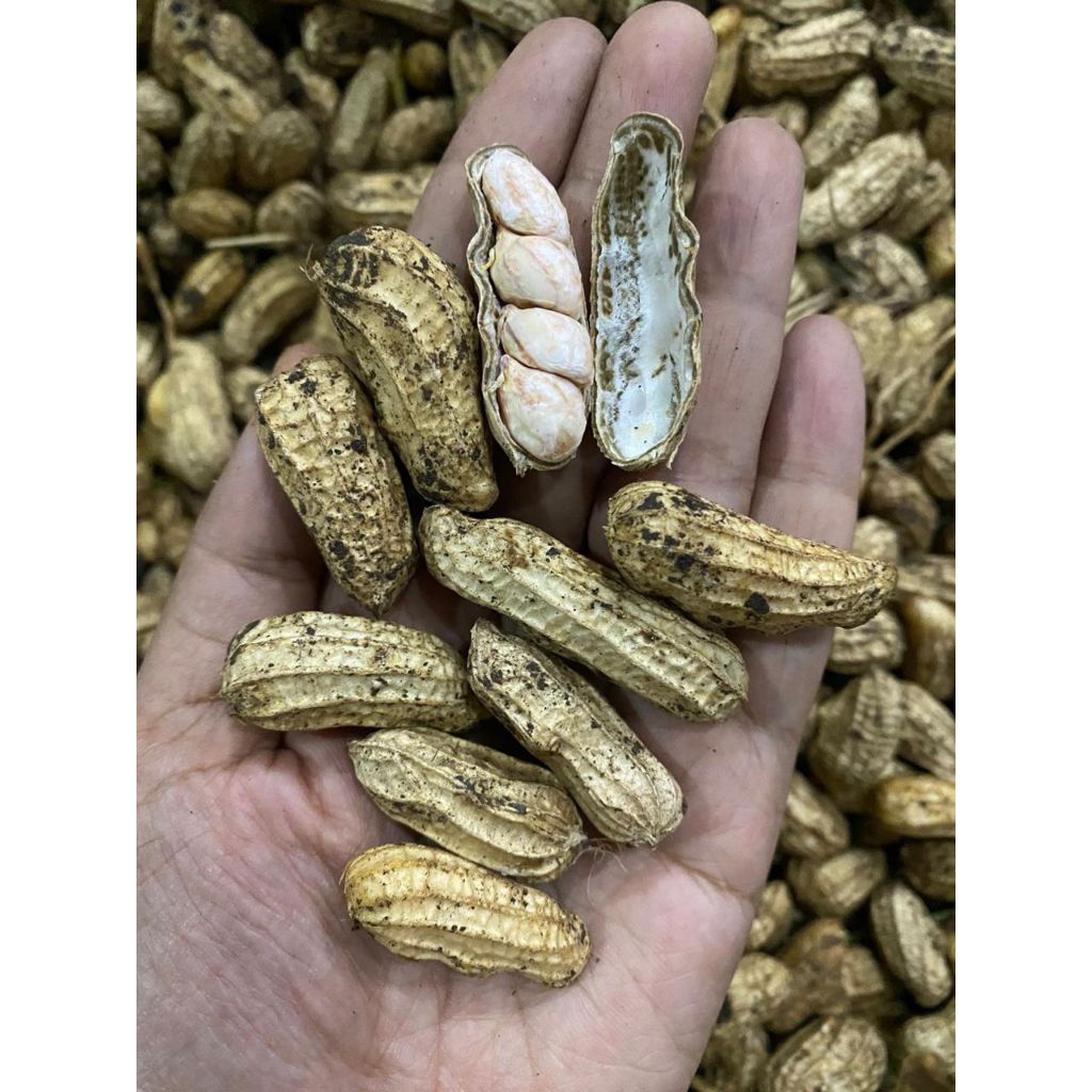 

MAKANAN SEHAT KACANG TANAH HIBRIDA MENTAH Banyak manfaat kesehatan / KACANG MENTAH / KACANG HIBRIDA BERAT 1000gr / 1kg