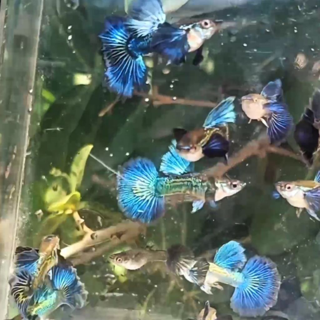 

packing styrofoam Blue dragon dumbo