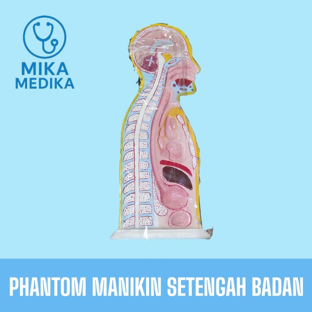 Phantom Manikin Setengah Badan / Phantom Manikin NGT Setengah Badan / Alat Peraga Setengah Badan