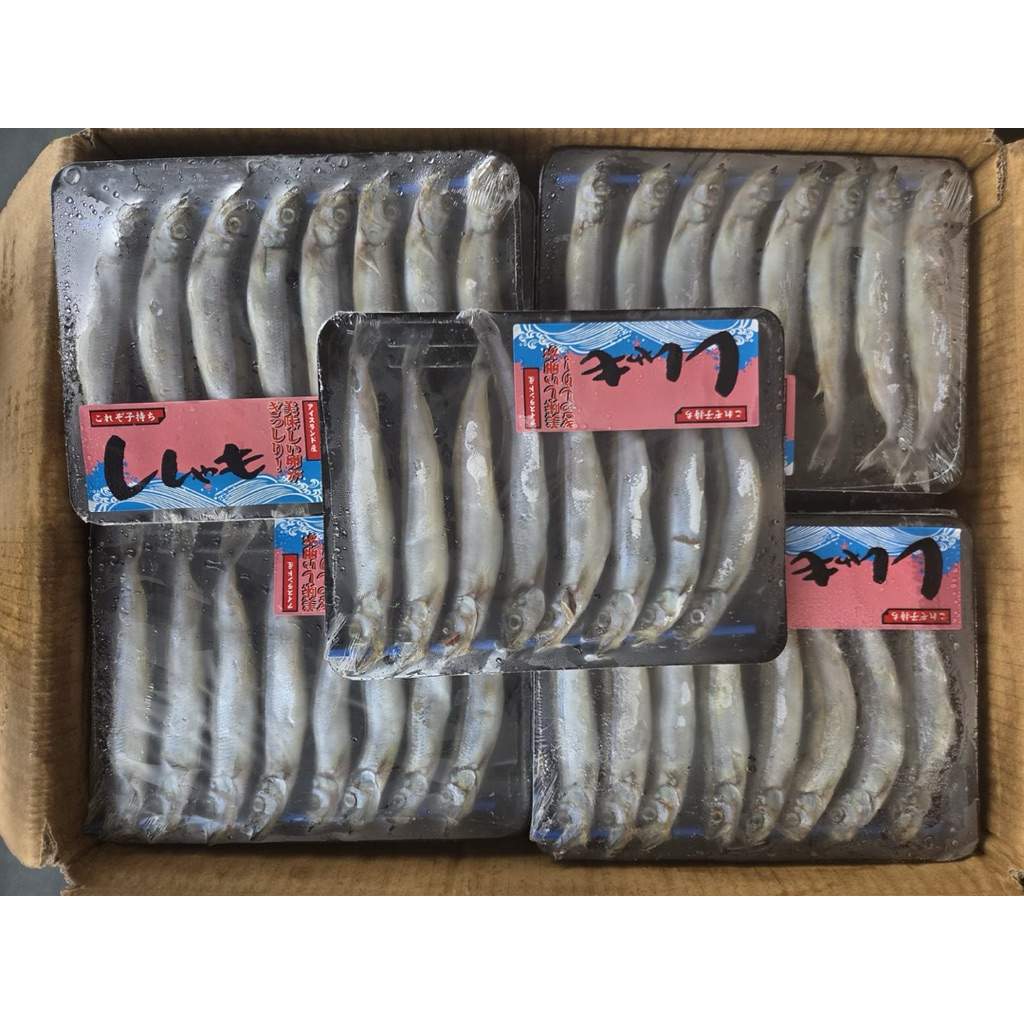 

IKAN SHISHAMO/IKAN CIPUNG