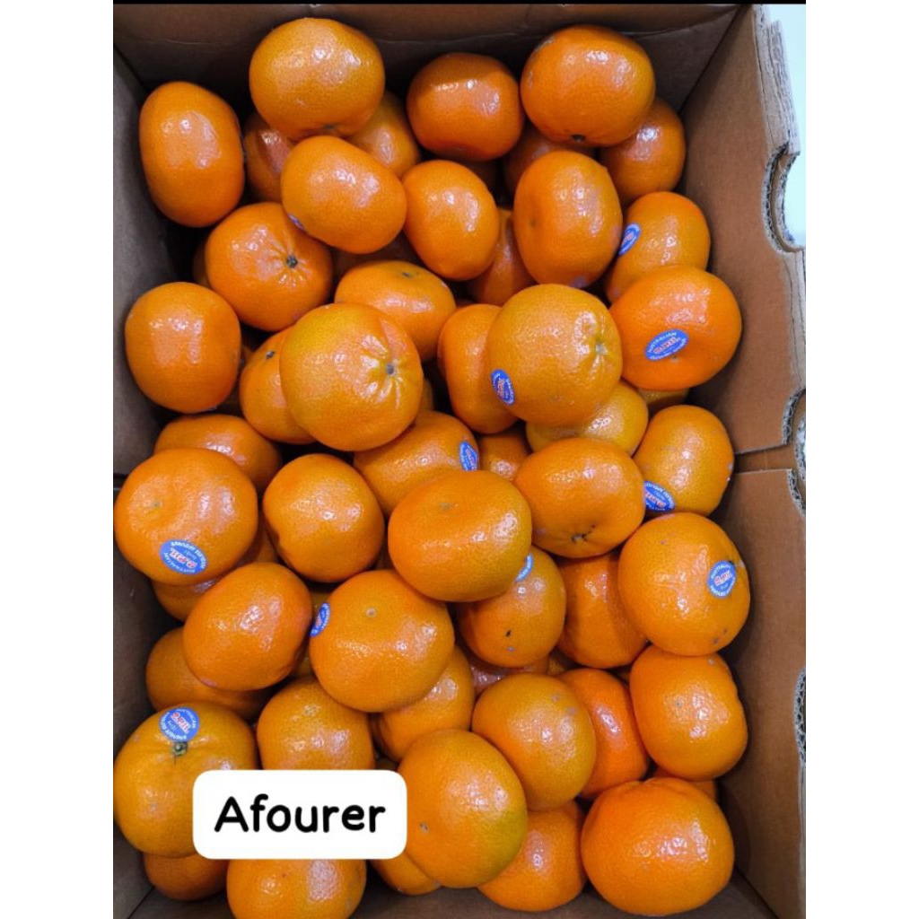 

jeruk afourer khusus semarang