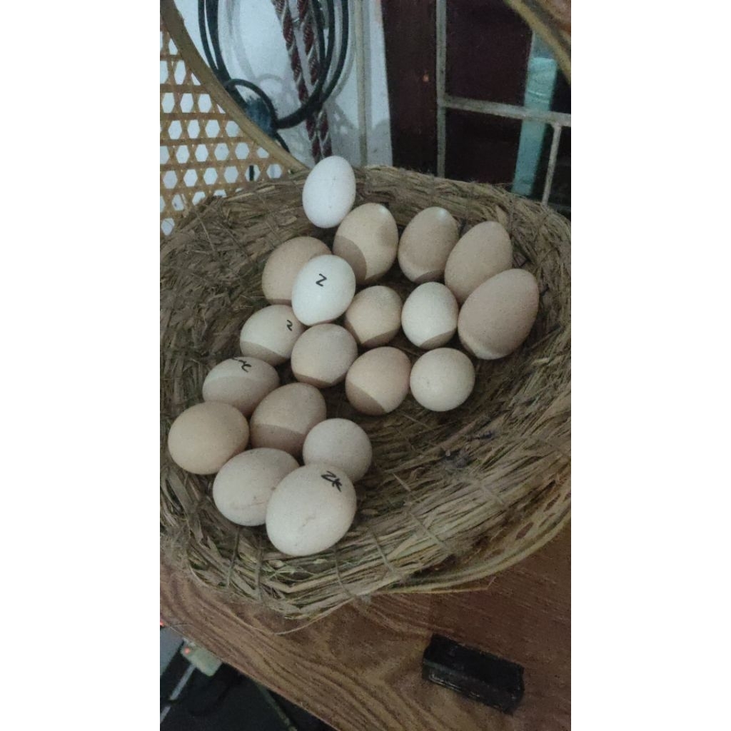 telur KO shamo/ Oshamo