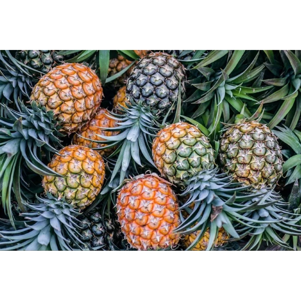 

Buah Nanas Madu utuh 1 pcs