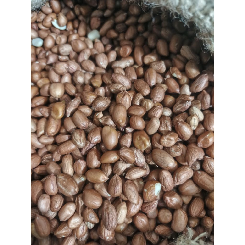 

kacang tanah