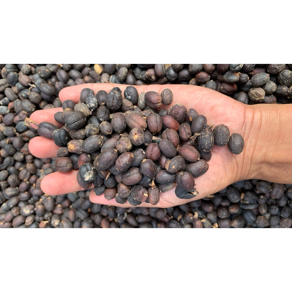 

Gabah Kopi Natural Arabika (Palasari)