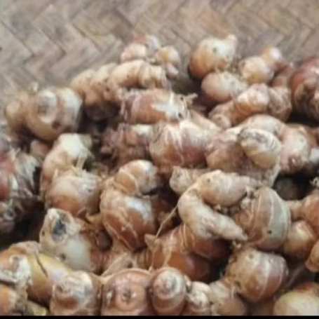 

umbi kencur, kencur segar, untuk berbagai keperluan dapur, kesehatan, dll per250 gram