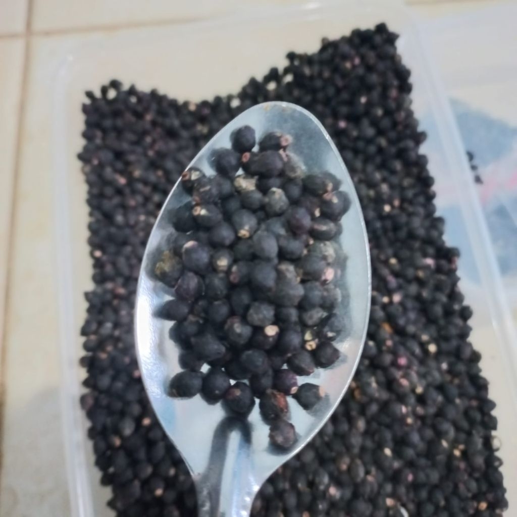 

Buah Angkung kering per 250 biji Bonus 50 biji dapat melancarkan peredaran darah