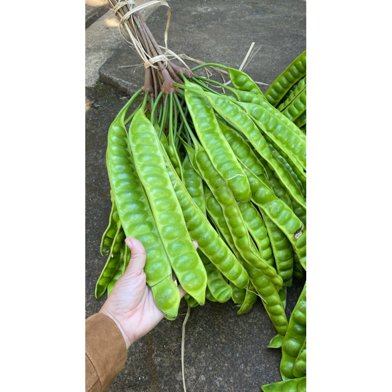 

pete wonogiri ukuran super isi 10 papan /lonjor