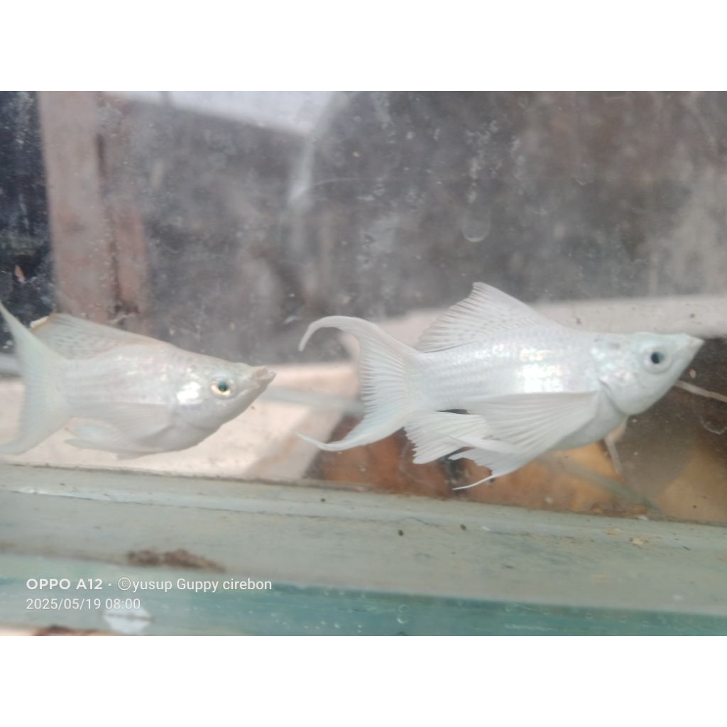 molly balon platinum cagak badan panjang isi 10 pc