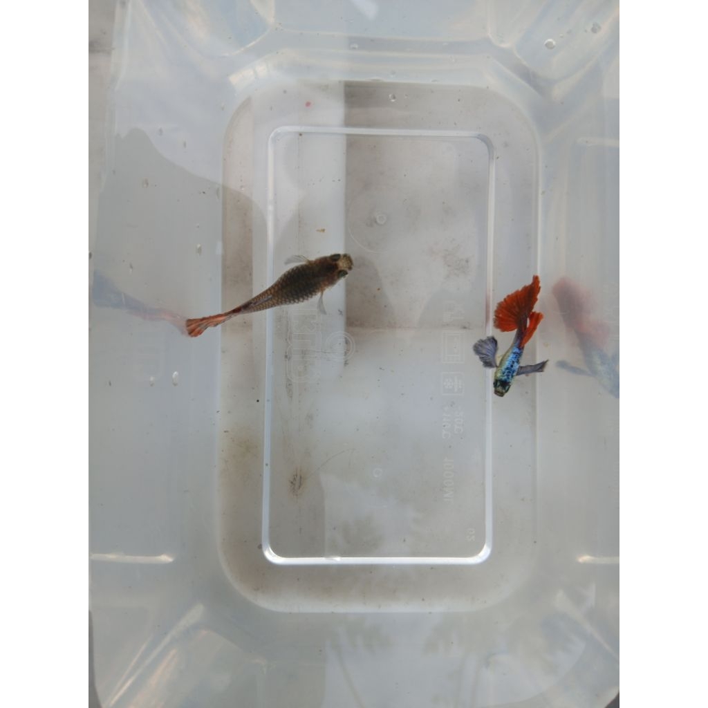 ikan guppy prtde(platinum red tail dumbo ear) sepasang