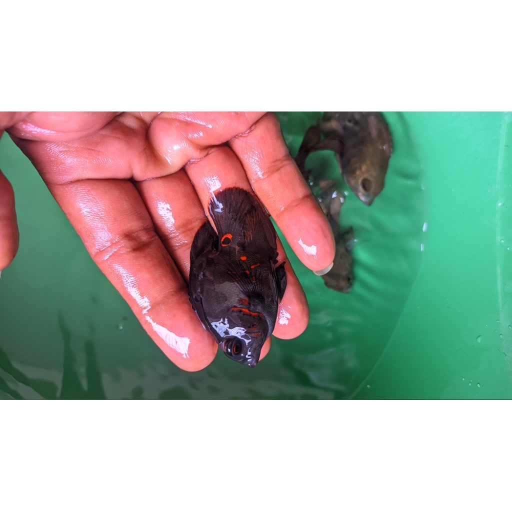 Hiasan aquarium Oscar SB coin