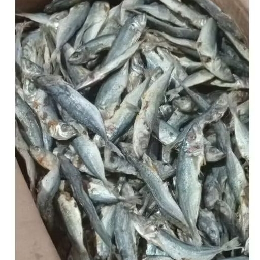 

ikan asin klotok,peda asin,gereh pedo,ikan layang rincik,kemasan ekonomis