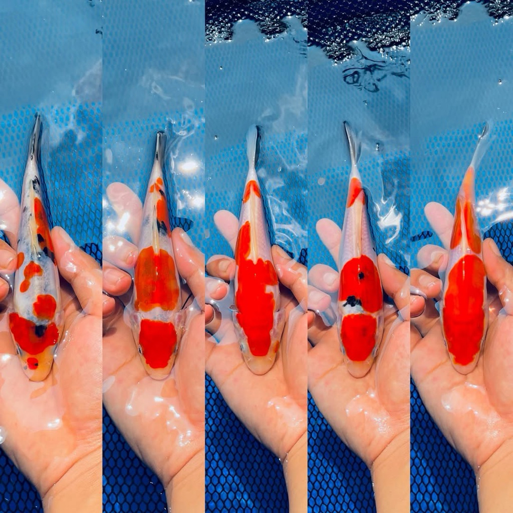 koi blitar kohaku super cantik size 15-20cm grade A