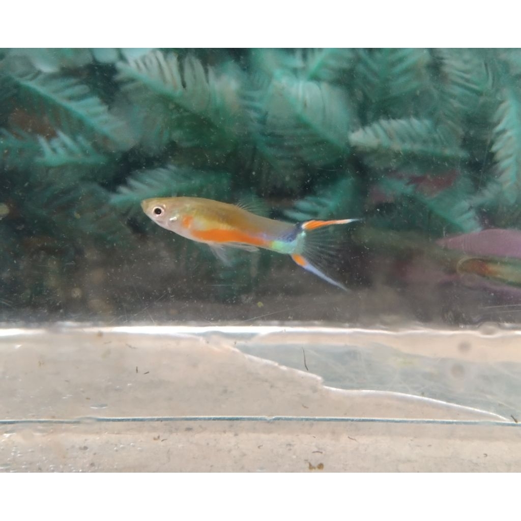 endler Santa Maria hiasan aquarium